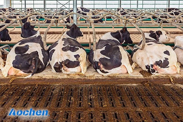 ⚠️ Cow resting is serious business ⚠️ Cow resting is serious business